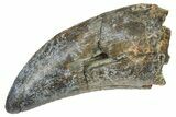 Serrated Megalosaurid Dinosaur (Afrovenator) Tooth - Niger #283922-1